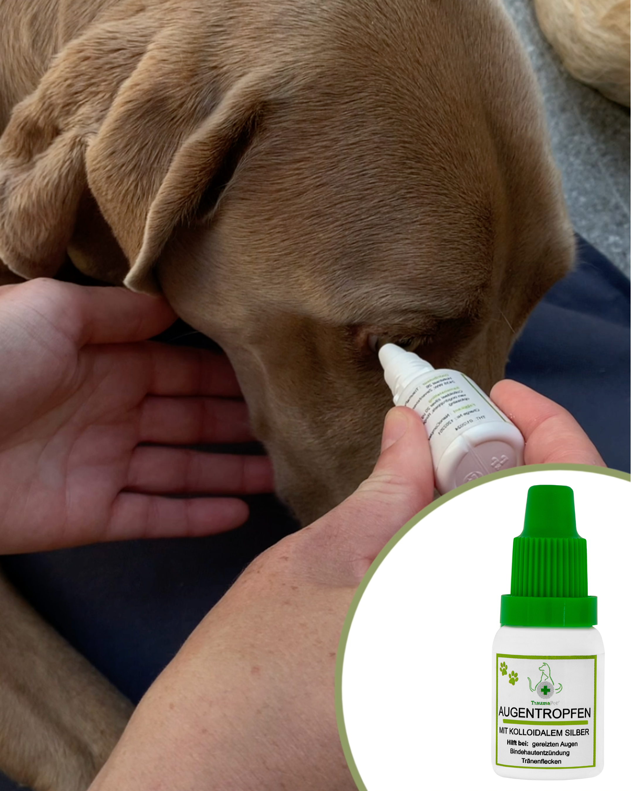 Augentropfen für Tiere - Kolloidales Silber